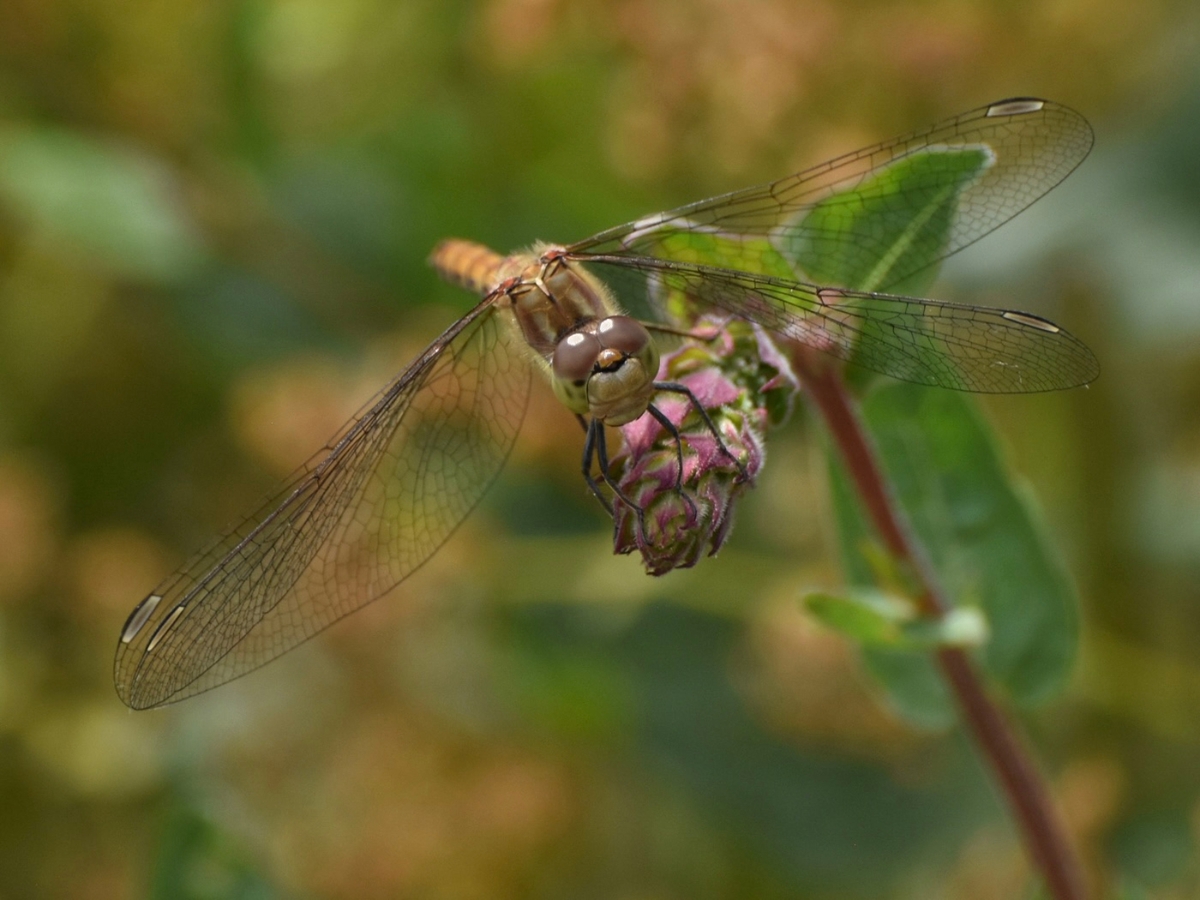 Common Darter - Jeff Cunningham